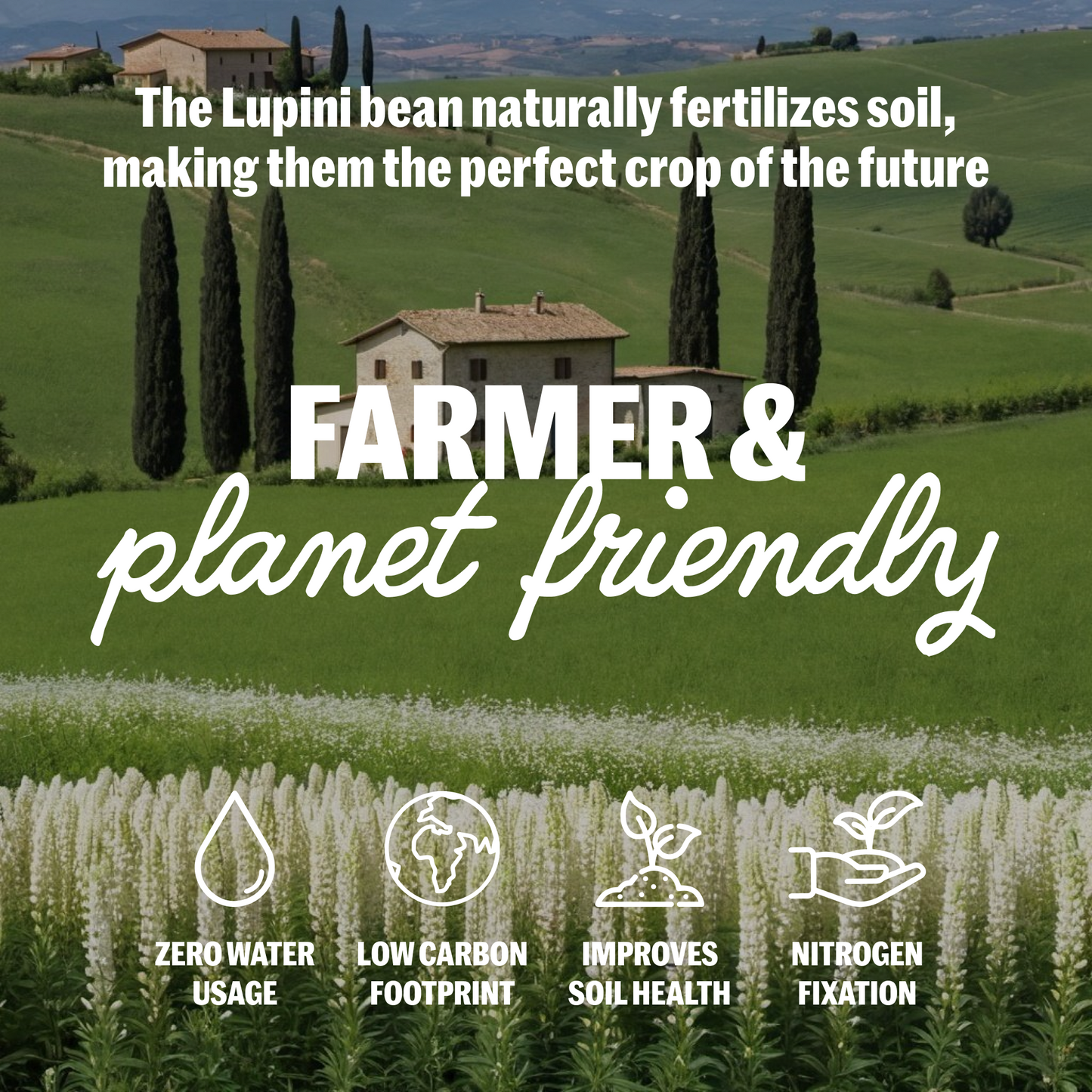 Semolina Wheat & Lupini Pasta | Penne (12 oz)