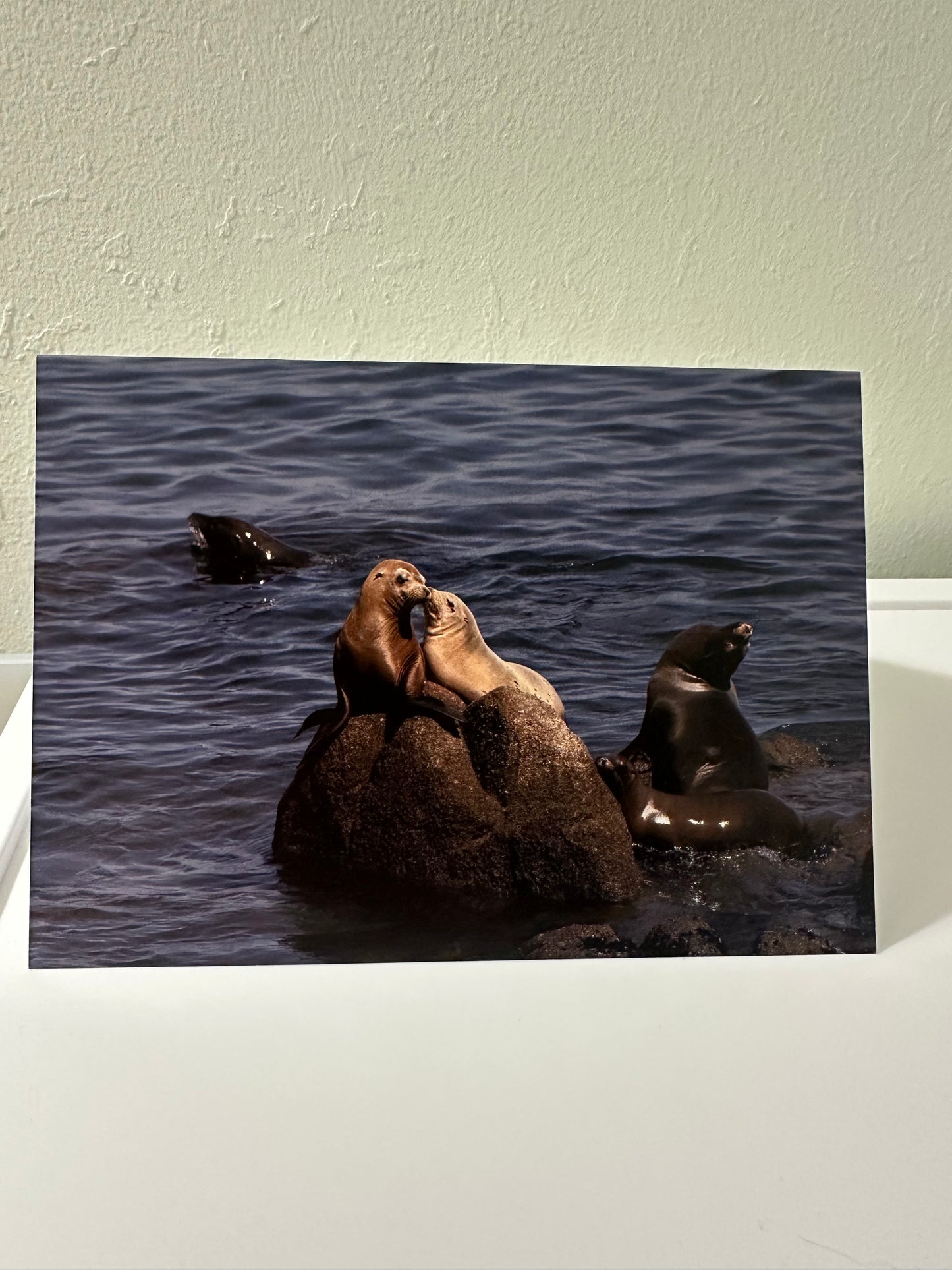 Lover Seals Card Dillon McGlue Photography