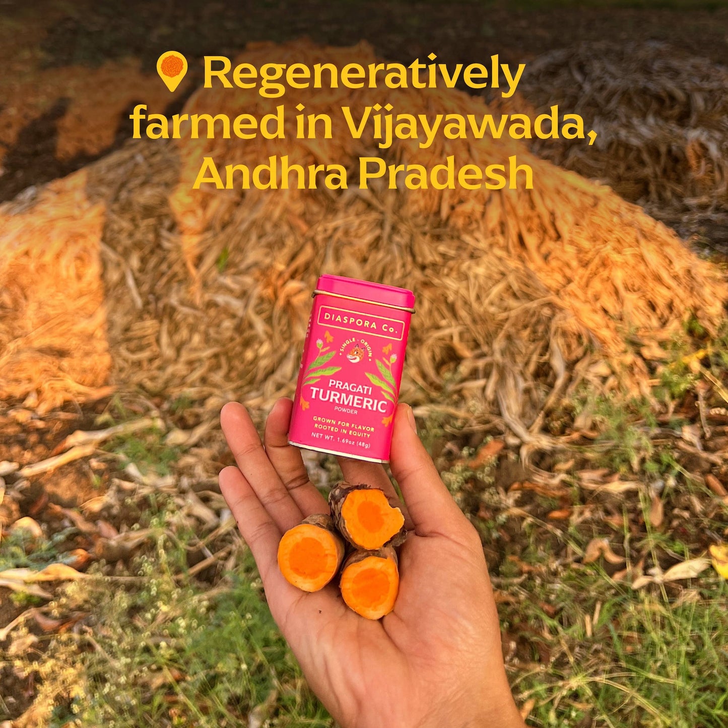 Pragati Turmeric (Powder) - Single-Origin Spice: 48g Everyday Tin