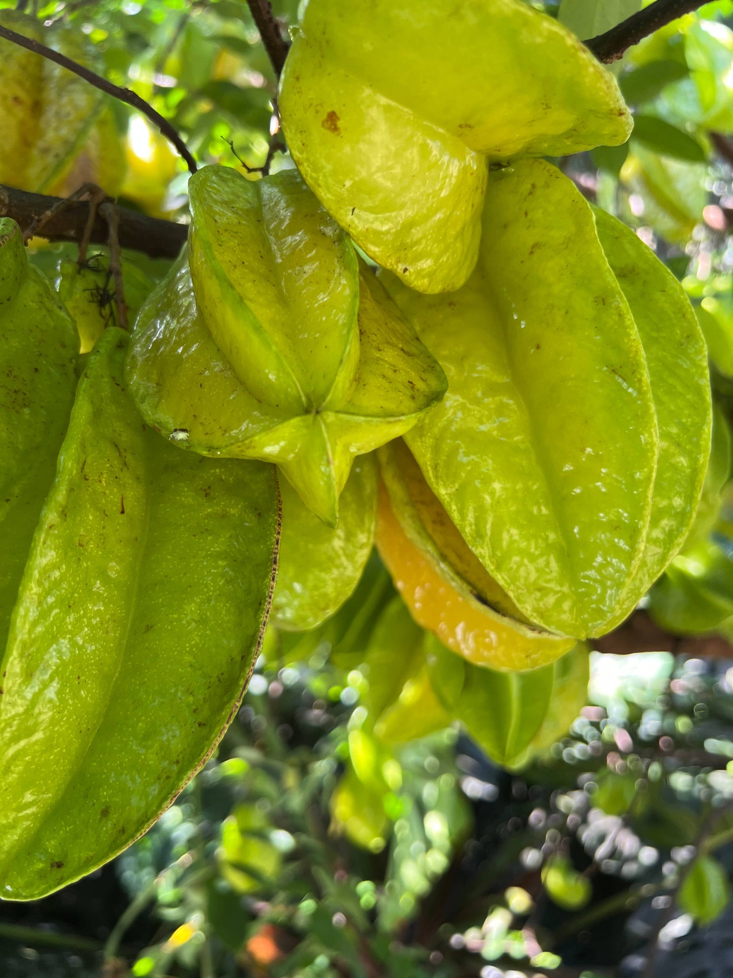 Seasonal - KualoaGrown Starfruit Pepper Jelly: 7 oz.