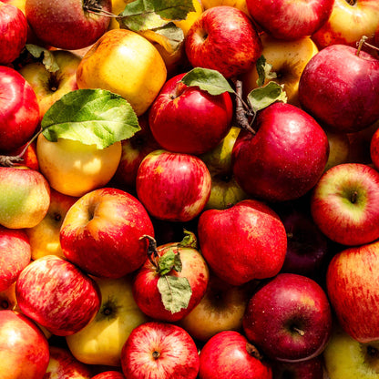 Apple Cider Vinegar with fresh Blood Orange + Meyer Lemon