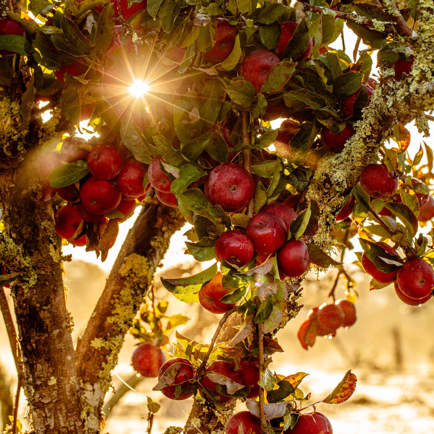 Blackberry Lemonade Shrub—made with fresh fruit! - Another Banger