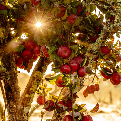 Blackberry Lemonade Shrub—made with fresh fruit! - Another Banger