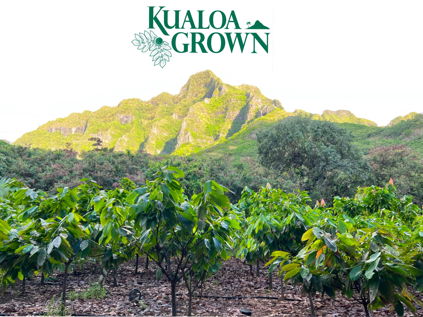 Seasonal - KualoaGrown Guava Jam: 7 oz.