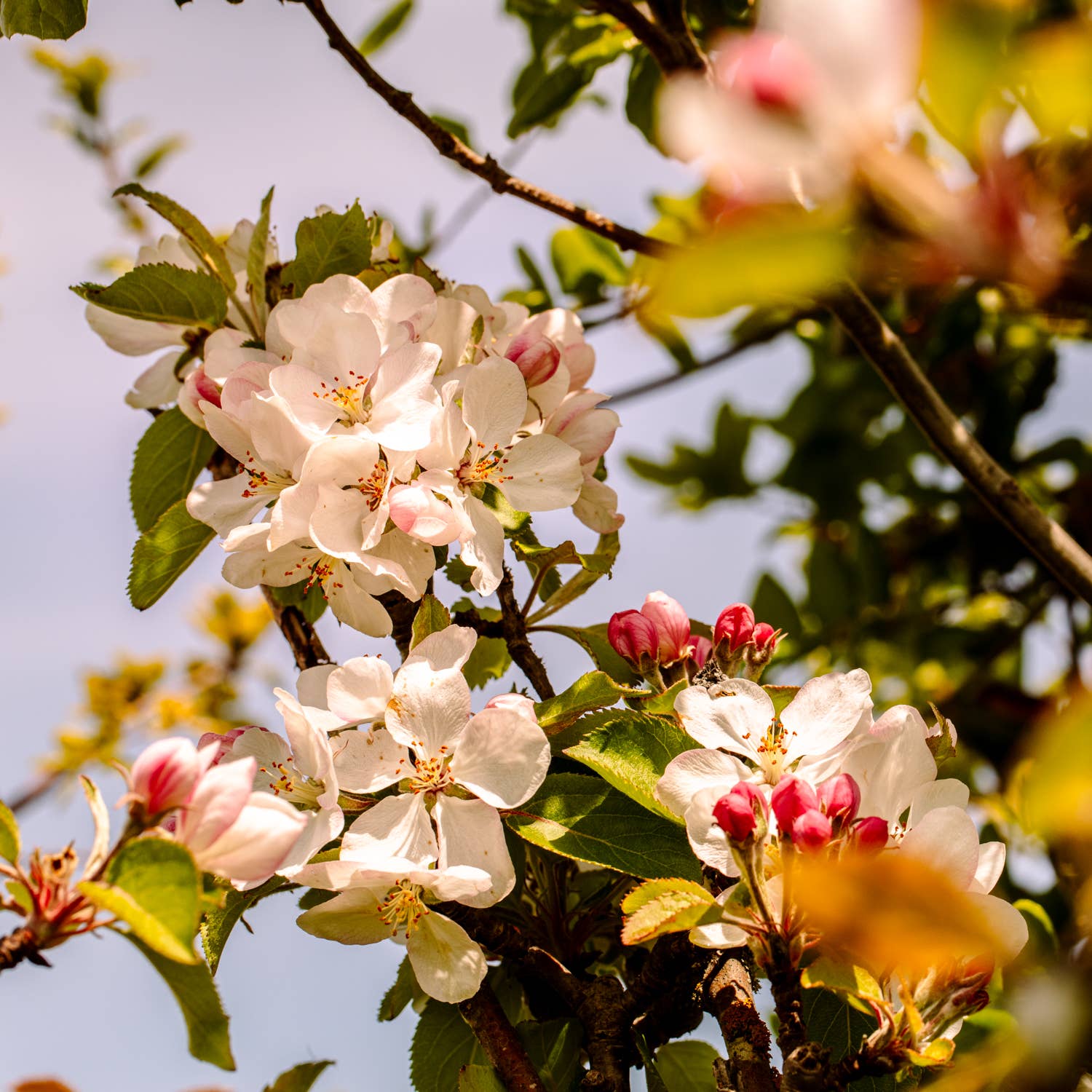 Passionfruit, Blood Orange - Another Banger